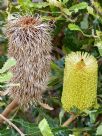 Banksia caleyi