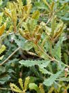 Banksia caleyi