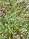 Banksia candolleana