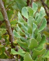 Banksia coccinea