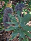 Banksia penicillata