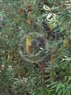 Banksia penicillata