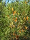 Banksia ericifolia