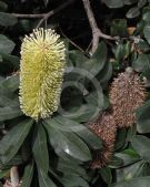 Banksia integrifolia integrifolia