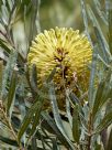 Banksia lindleyana