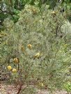 Banksia lindleyana