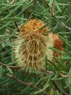 Banksia marginata