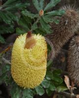 Banksia media