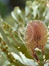 Banksia menziesii