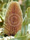 Banksia menziesii