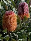 Banksia menziesii