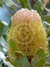 Banksia menziesii