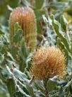 Banksia menziesii