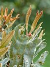 Banksia menziesii