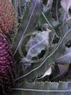 Banksia menziesii