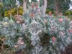 Banksia menziesii