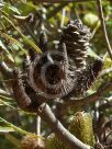 Banksia oblongifolia