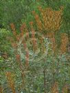 Banksia oblongifolia