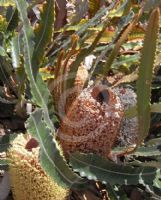 Banksia petiolaris