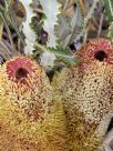 Banksia petiolaris