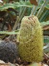 Banksia petiolaris