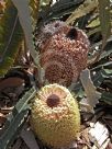 Banksia petiolaris