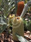 Banksia petiolaris