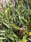 Banksia petiolaris