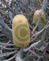 Banksia pilostylis