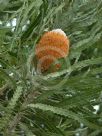 Banksia prionotes