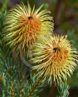 Banksia pulchella