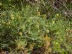 Banksia pulchella