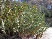 Banksia repens