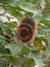 Banksia robur