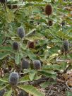 Banksia robur