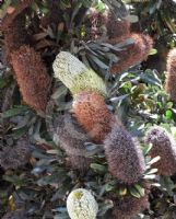 Banksia serrata