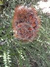 Banksia speciosa