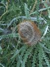 Banksia speciosa