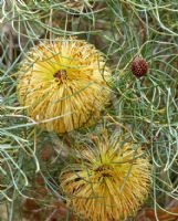 Banksia sphaerocarpa