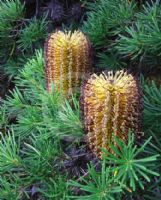 Banksia spinulosa spinulosa