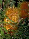 Banksia spinulosa spinulosa