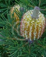 Banksia spinulosa spinulosa Birthday Candles