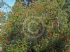 Banksia Giant Candles