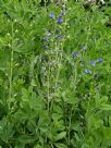 Baptisia australis