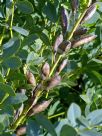 Baptisia australis