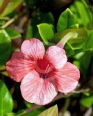 Barleria repens