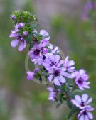 Bauera sessiliflora