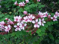 Bauhinia corymbosa