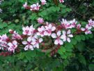 Bauhinia corymbosa