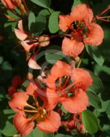 Bauhinia galpinii